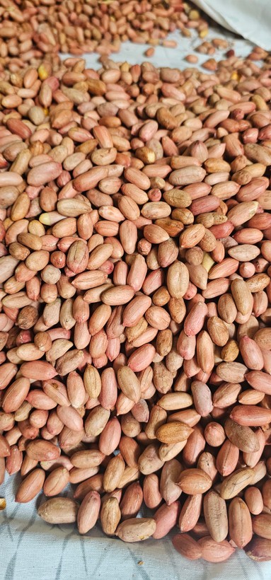 بادام زمینی تف داده شده بدون نمک امسالی مغان